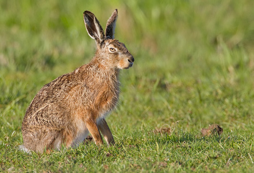 Lepus europaeus